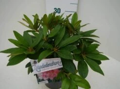 Rhododendron (Rhododendron 'Percy Wiseman') -Green Roots Exporteren Winkel percy wiseman c2 zij