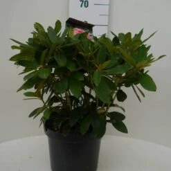 Rhododendron (Rhododendron 'Percy Wiseman') -Green Roots Exporteren Winkel percy wiseman c7.5 voor