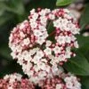 Groenblijvende Sneeuwbal (Viburnum Tinus 'Eve Price')