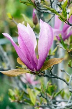 Meerstammige Beverboom (Magnolia 'Susan') -Green Roots Exporteren Winkel phbe06930 2