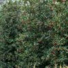 Amerikaanse Hulst (Ilex 'Nellie R Stevens')