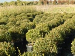 Steenlinde Als Bol (Phillyrea Angustifolia) 13 Steenlinde Als Bol (Phillyrea Angustifolia) -Green Roots Exporteren Winkel phillyrea angustifolia 1