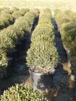 Steenlinde Als Bol (Phillyrea Angustifolia) 12 Steenlinde Als Bol (Phillyrea Angustifolia) -Green Roots Exporteren Winkel phillyrea angustifolia 3