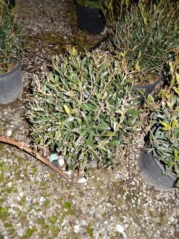 Steenlinde Als Bol (Phillyrea Angustifolia) 3 Steenlinde Als Bol (Phillyrea Angustifolia) - Afbeelding 3