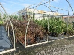 Nieuw Zeelands Vlas (Phormium Tenax 'Purpureum') -Green Roots Exporteren Winkel phormium 1 1