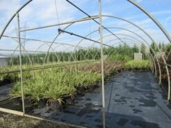 Nieuw Zeelands Vlas (Phormium Tenax) -Green Roots Exporteren Winkel phormium 2 1