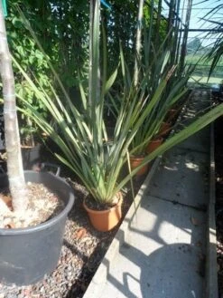 Nieuw Zeelands Vlas (Phormium Tenax) -Green Roots Exporteren Winkel phormium tenax c7