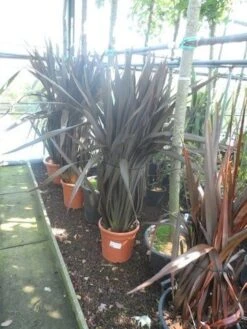 Nieuw Zeelands Vlas (Phormium Tenax 'Purpureum') -Green Roots Exporteren Winkel phormium tenax purpureum 100 125 c25