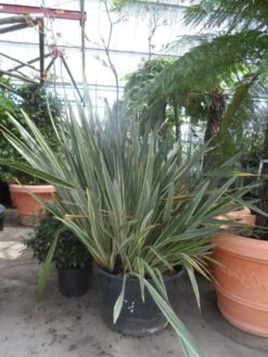 Nieuw Zeelands Vlas (Phormium Tenax 'Variegatum') -Green Roots Exporteren Winkel phormium tenax variegatum 150 200 c240
