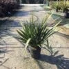 Nieuw Zeelands Vlas (Phormium Tenax 'Pink Stripe')