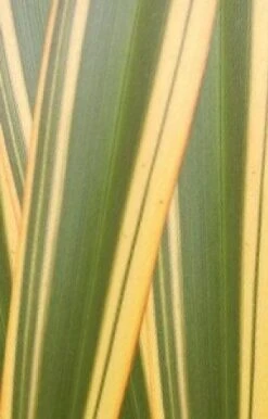 Nieuw Zeelands Vlas (Phormium Tenax 'Golden Ray') -Green Roots Exporteren Winkel phorniumtenaxgr01 2