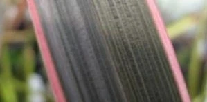 Nieuw Zeelands Vlas (Phormium Tenax 'Pink Stripe') 3 Nieuw Zeelands Vlas (Phormium Tenax 'Pink Stripe') - Afbeelding 3