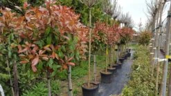 Glansmispel Op Stam (Photinia Fraseri 'Red Robin') -Green Roots Exporteren Winkel photinia 2