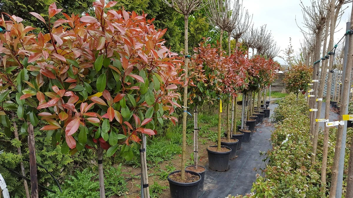 Glansmispel Op Stam (Photinia Fraseri 'Red Robin') 3 Glansmispel Op Stam (Photinia Fraseri 'Red Robin') - Afbeelding 3