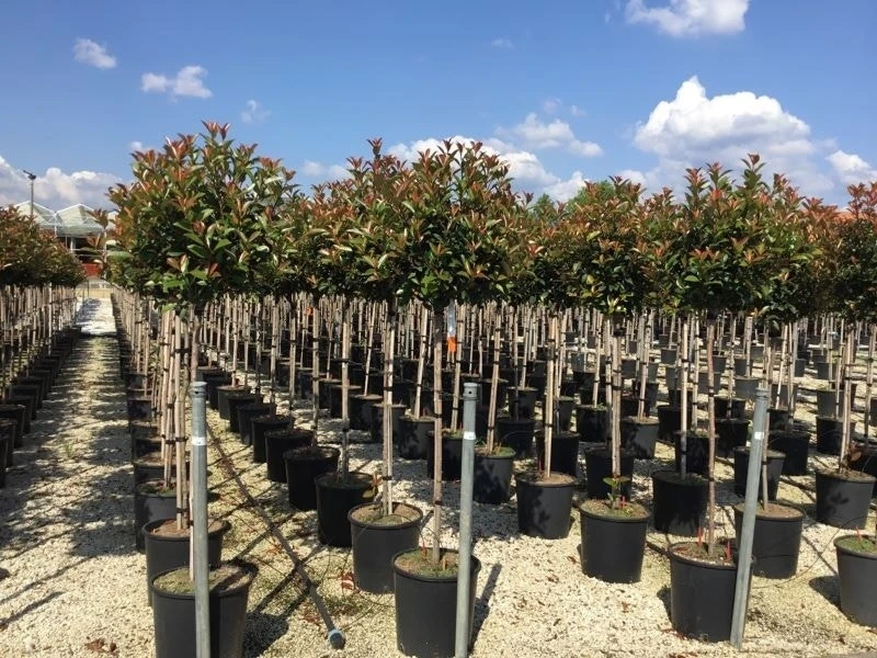 Glansmispel Op Stam (Photinia Fraseri 'Red Robin') 13 Glansmispel Op Stam (Photinia Fraseri 'Red Robin') - Afbeelding 13