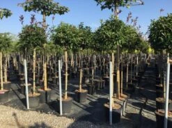 Glansmispel Op Stam (Photinia Fraseri 'Red Robin') -Green Roots Exporteren Winkel photinia 120 140cm stam 2 2