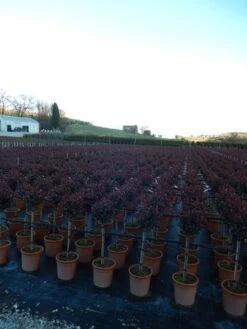 Glansmispel Op Stam (Photinia Fraseri 'Carré Rouge') 7 Glansmispel Op Stam (Photinia Fraseri 'Carré Rouge') -Green Roots Exporteren Winkel photinia carre rouge 1