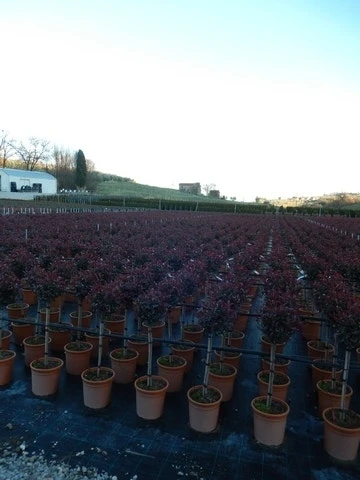 Glansmispel Op Stam (Photinia Fraseri 'Carré Rouge') 4 Glansmispel Op Stam (Photinia Fraseri 'Carré Rouge') - Afbeelding 4