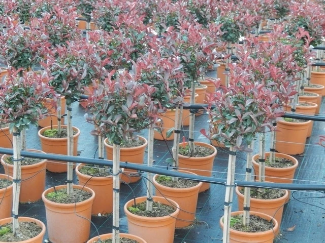 Glansmispel Op Stam (Photinia Fraseri 'Carré Rouge') 1 Glansmispel Op Stam (Photinia Fraseri 'Carré Rouge')