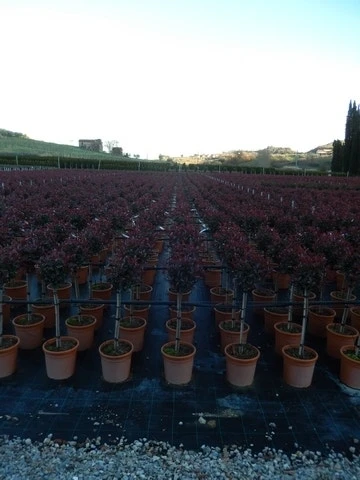 Glansmispel Op Stam (Photinia Fraseri 'Carré Rouge') 2 Glansmispel Op Stam (Photinia Fraseri 'Carré Rouge') - Afbeelding 2