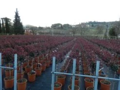 Glansmispel Op Stam (Photinia Fraseri 'Carré Rouge') -Green Roots Exporteren Winkel photinia carre rouge 3
