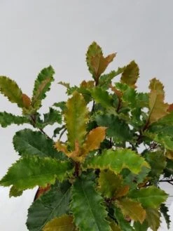 Glansmispel (Photinia Serratifolia ‘Crunchy’) -Green Roots Exporteren Winkel photinia fraseri crunchy week 22 detail 1600x1200 1