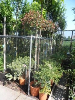 Glansmispel Op Stam (Photinia Fraseri 'Little Red Robin') -Green Roots Exporteren Winkel photinia fraseri little red robin 150stam c20 2