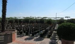 Glansmispel Op Stam (Photinia Fraseri 'Little Red Robin') -Green Roots Exporteren Winkel photinia fraseri little red robin halfstam