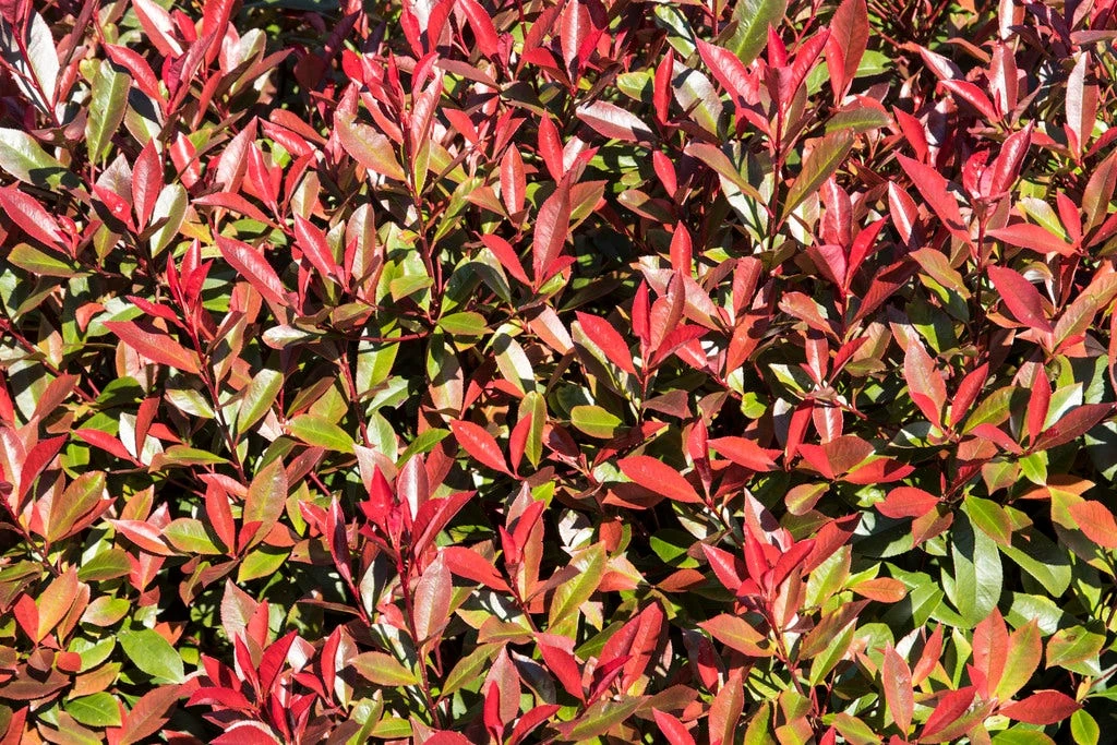 Glansmispel (Photinia Fraseri 'Mandarino') 1 Glansmispel (Photinia Fraseri 'Mandarino')