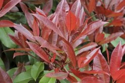 Glansmispel, Pyramide (Photinia Fraseri 'Red Robin' ) -Green Roots Exporteren Winkel photinia fraseri red robin01 5