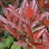 Glansmispel Als Leiboom (Photinia Fraseri 'Red Robin')