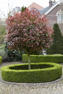 Glansmispel Als Boom (Photinia Fraseri 'Red Robin') 12 Glansmispel Als Boom (Photinia Fraseri 'Red Robin') -Green Roots Exporteren Winkel photinia fraseri red robin02 2