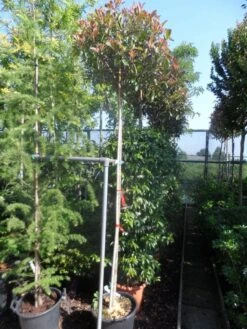 Glansmispel Als Boom (Photinia Fraseri 'Red Robin') -Green Roots Exporteren Winkel photinia fraseri red robin 10 12ho cont 1