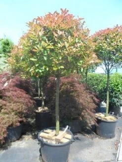 Glansmispel Op Stam (Photinia Fraseri 'Red Robin') 23 Glansmispel Op Stam (Photinia Fraseri 'Red Robin') -Green Roots Exporteren Winkel photinia fraseri red robin 100 120stam c110 extra