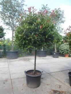 Glansmispel Op Stam (Photinia Fraseri 'Red Robin') 25 Glansmispel Op Stam (Photinia Fraseri 'Red Robin') -Green Roots Exporteren Winkel photinia fraseri red robin 100stam c160 solitair