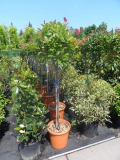 Glansmispel Op Stam (Photinia Fraseri 'Red Robin') 24 Glansmispel Op Stam (Photinia Fraseri 'Red Robin') -Green Roots Exporteren Winkel photinia fraseri red robin 100stam c20