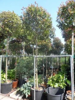 Glansmispel Als Boom (Photinia Fraseri 'Red Robin') 13 Glansmispel Als Boom (Photinia Fraseri 'Red Robin') -Green Roots Exporteren Winkel photinia fraseri red robin 12 14 16ho cont 3