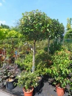 Glansmispel Op Stam (Photinia Fraseri 'Red Robin') -Green Roots Exporteren Winkel photinia fraseri red robin 120stam c50 extra 2
