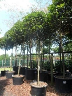 Glansmispel Als Boom (Photinia Fraseri 'Red Robin') -Green Roots Exporteren Winkel photinia fraseri red robin 18 20ho c160