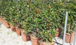 Glansmispel Als Leivorm (Photinia Fraseri 'Red Robin') 9 Glansmispel Als Leivorm (Photinia Fraseri 'Red Robin') -Green Roots Exporteren Winkel photinia fraseri red robin 52x110 leivorm 2