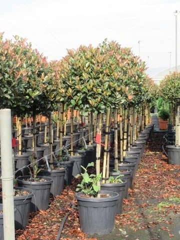 Glansmispel Op Stam (Photinia Fraseri 'Red Robin') 18 Glansmispel Op Stam (Photinia Fraseri 'Red Robin') - Afbeelding 18