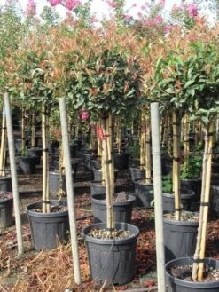 Glansmispel Op Stam (Photinia Fraseri 'Red Robin') -Green Roots Exporteren Winkel photinia fraseri red robin halfstam 7 1
