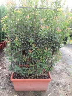 Glansmispel Als Leivorm (Photinia Fraseri 'Red Robin') 10 Glansmispel Als Leivorm (Photinia Fraseri 'Red Robin') -Green Roots Exporteren Winkel photinia fraseri red robin leivorm 80x120