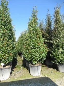 Glansmispel, Pyramide (Photinia Fraseri 'Red Robin' ) -Green Roots Exporteren Winkel photinia fraseri red robin piramide 1