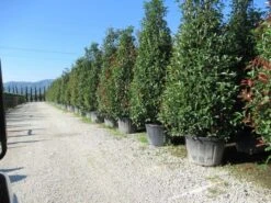 Glansmispel, Pyramide (Photinia Fraseri 'Red Robin' ) -Green Roots Exporteren Winkel photinia fraseri red robin piramide 2 1