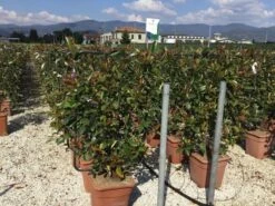 Glansmispel Als Leivorm (Photinia Fraseri 'Red Robin') 12 Glansmispel Als Leivorm (Photinia Fraseri 'Red Robin') -Green Roots Exporteren Winkel photinia lage leivorm c18