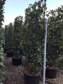 Glansmispel Als Leivorm (Photinia Fraseri 'Red Robin') 13 Glansmispel Als Leivorm (Photinia Fraseri 'Red Robin') -Green Roots Exporteren Winkel photinia lage leivorm c60 1