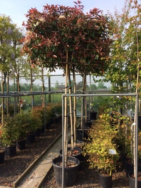 Glansmispel Als Leiboom (Photinia Fraseri 'Red Robin') 3 Glansmispel Als Leiboom (Photinia Fraseri 'Red Robin') - Afbeelding 3