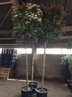 Glansmispel Als Leiboom (Photinia Fraseri 'Red Robin') 8 Glansmispel Als Leiboom (Photinia Fraseri 'Red Robin') -Green Roots Exporteren Winkel photinia lei 12 14cm