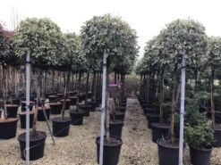 Glansmispel Op Stam (Photinia Fraseri 'Pink Marble') -Green Roots Exporteren Winkel photinia pink marble02 1